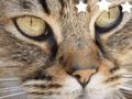 Igra Slagalica Classic online Igra Slagalica Classic online