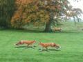 Igra Lovio Fox  online