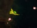 Igra Kontrol online