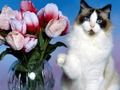 Igra Puzzle Funny Cats  online