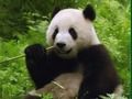 Igra Panda zagonetka  online