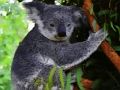 Igra Slatka beba Koala medvjed  online