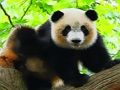 Igra Slatka beba panda online Igra Slatka beba panda online
