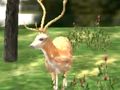 Igra Animal Safari Hunter 2020 online