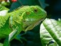 Igra Divlja iguana  online