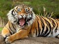 Igra Životinje Jigsaw Puzzle Tigar  online