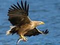 Igra Tobogan Flying Birds  online