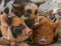 Igra Praščić Piggy Jigsaw  online