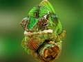 Igra Kameleon online
