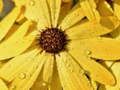 Igra Cvjetne latice Raindrop Jigsaw  online