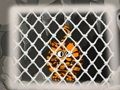Igra Bijeg tigra 1  online