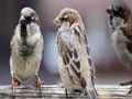 Igra Slagalica obitelji Sparrow  online