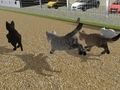 Igra Trčite Cat Cat Race  online