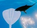 Igra Stingrays za surfanje  online