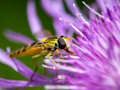 Igra Ubodna pila za insekte  online