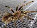 Igra Skrivena razlika Spider online