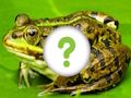 Igra Životinjska koža  online