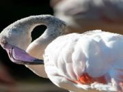 Igra Flamingo ptica online