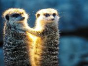 Igra Meerkat par Jigsaw  online