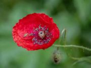 Igra Poppy priroda cvijeta  online