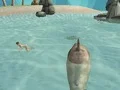 Igra Shark Simulator Beach Killer online