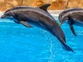Igra Sea Dolphin Jigsaw online
