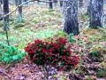 Igra Bernati Forest Adventure online