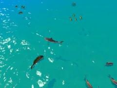 Igra Hungry Shark Hunt online