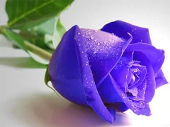 Igra Blue Roses online