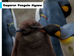 Igra Emperor Penguin Jigsaw online