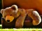 Igra Plush Teddy Bear online