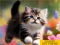 Igra Puzzle Sliding Kittens online