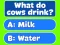 Igra Trivia! Best Family Quiz online