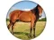 Igra Animal Quiz online