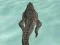 Igra Crocodile Simulator Beach Hunt online