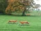 Igra Hunted Fox online