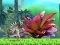 Igra King Julien: Schnapp' die Krone online