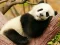 Igra Animal Differences online