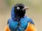 Igra Animal Puzzle: Wildlife & Logic online