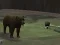 Igra Bear Den online