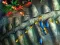 Igra Fishing King online