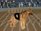 Igra Crazy Dog Racing Fever online