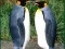 Igra Penguin Puzzle online