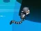 Igra Jungle Jump online