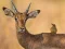 Igra Wild Deer Jigsaw online