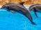 Igra Sea Dolphin Jigsaw online