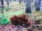 Igra Bernati Forest Adventure online