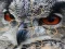 Igra Wild owl Jigsaw online