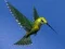 Igra Hummingbird House Escape online