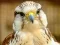 Igra Gyrfalcon Jigsaw online